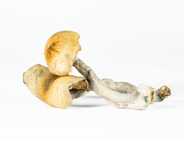 Steel Magnolia Mushroom (Dried 1oz) Free Shipping